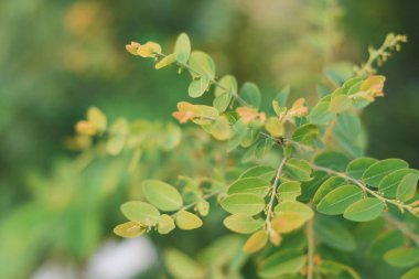 Parlak yeşil yaprakları olan bir ağaca yakın plan. Yapraklar fotoğrafta çok göze çarpıyor, arka plan bulanıklaşıyor, bu da ağacı baş süs yapıyor..