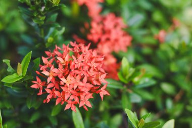 kırmızı çiçek ve diğer adı Ixora çiçek Gardda Spike çiçekler