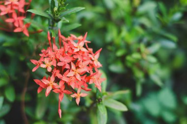 kırmızı çiçek ve diğer adı Ixora çiçek Gardda Spike çiçekler