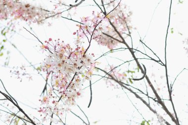 Cassia bakeriana pembe ve beyaz çiçekli uzun ömürlü bir bitkidir..