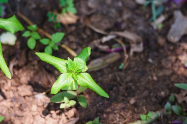 Bahçede büyüyen Impatiens balsamina