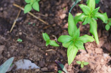 Bahçede büyüyen Impatiens balsamina