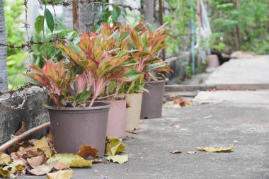 Saksılı bitki Close-Up
