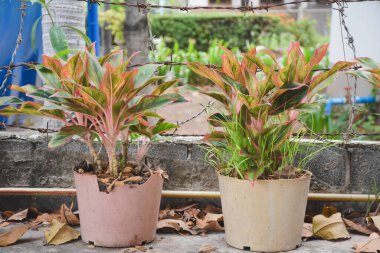 Saksılı bitki Close-Up