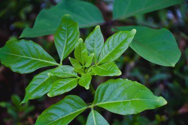 Vitex Lucens bitkisinin yakın plan çekimi.