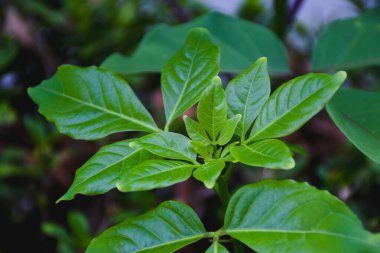 Vitex Lucens bitkisinin yakın plan çekimi.