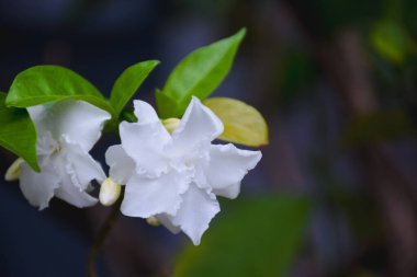 Bahçedeki Tabernaemontana divaricata 'ya yakın çekim.