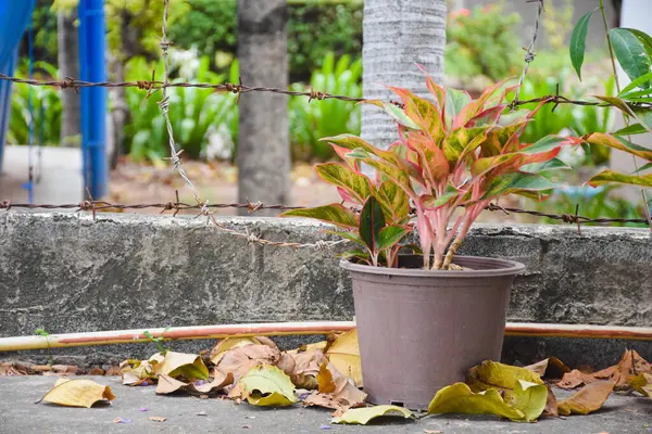 Saksılı bitki Close-Up
