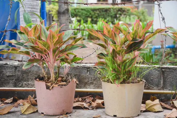 Saksılı bitki Close-Up