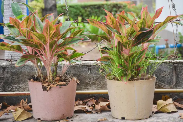 Saksılı bitki Close-Up