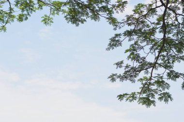 Yaprakların gökyüzü arkaplanına yakın plan