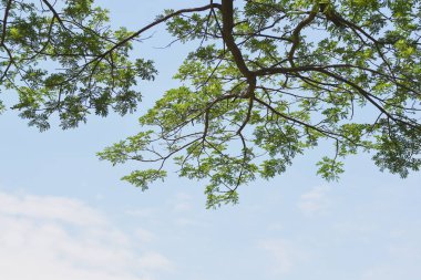 Yaprakların gökyüzü arkaplanına yakın plan