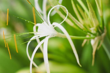 Beyaz bir nilüfer çiçeğinin yakın çekimi. Çiçeğin uzun, ince, beyaz taç yaprakları zarifçe dışarı doğru kıvrılır ve merkezden çıkan turuncu uçlu pullar vardır. Arkaplan bulanık,