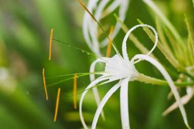 Beyaz bir nilüfer çiçeğinin yakın çekimi. Çiçeğin uzun, ince, beyaz taç yaprakları zarifçe dışarı doğru kıvrılır ve merkezden çıkan turuncu uçlu pullar vardır. Arkaplan bulanık,