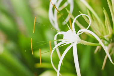 Beyaz bir nilüfer çiçeğinin yakın çekimi. Çiçeğin uzun, ince, beyaz taç yaprakları zarifçe dışarı doğru kıvrılır ve merkezden çıkan turuncu uçlu pullar vardır. Arkaplan bulanık,