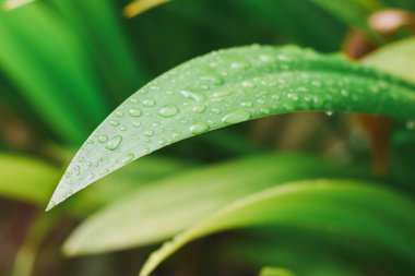 Beyaz bir örümcek yaprağına yakın çekim.