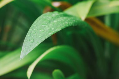 Beyaz bir örümcek yaprağına yakın çekim.