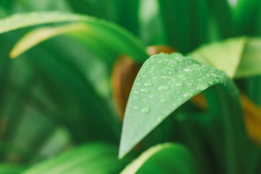 Beyaz bir örümcek yaprağına yakın çekim.