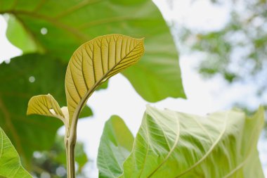 Genç bir ağacın tepesine yakın çekim.