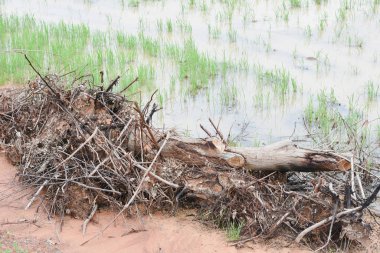 Bir alandaki enkazın yakın görüntüsü.