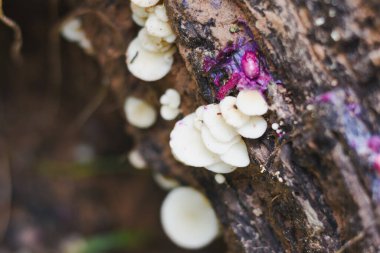 Ormanda büyüyen mantarların yakın çekim görüntüsü 