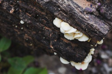 Ormanda büyüyen mantarların yakın çekim görüntüsü 