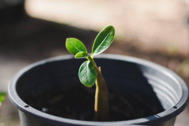 Siyah bir tencereye ekilmiş küçük bir fidyenin yakın çekimi. Tohumun parlak yeşil yaprakları ve kabın içindeki topraktan çıkan kısa ve sulu kökleri var. Yapraklar sağlıklı ve canlı görünüyor..