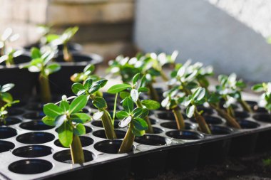 Her biri ayrı bir deliğe yerleştirilmiş, çukur şekilli tohum tepsilerinde birçok küçük fidanlar yetişiyor..