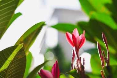 Doğal arka planda pembe frangipani çiçekleri