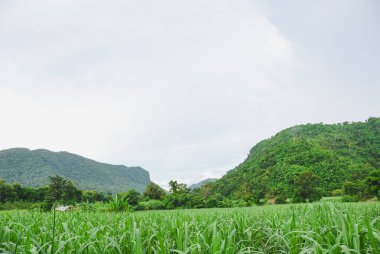 Dağlar boyunca yemyeşil ormanlarla kaplı çayırların manzarası yavaş yavaş geri çekiliyor. Gökyüzü beyaz-gri, bulutlu ya da kasvetli havayı gösteriyor..