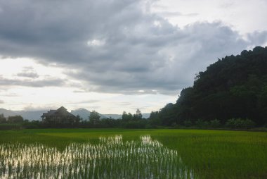 Sessiz bir kırsal alan durgun suyla birlikte geniş bir yeşil pirinç tarlasını gösteriyor. Pirinç tarlasının arkasında büyük bir kır evi duruyor..