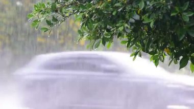 a heavy rain shower The  foreground is dominated by the dark green leaves of a tree branch, which are dripping with rainwater.