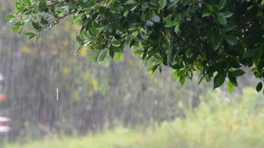 a heavy rain shower The  foreground is dominated by the dark green leaves of a tree branch, which are dripping with rainwater.