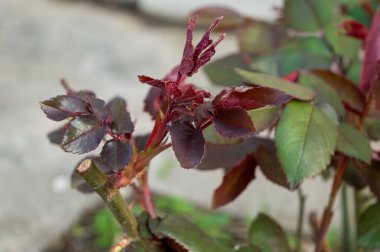 Bahçedeki gül çalısı, kırmızı gül yapraklarına yakın..
