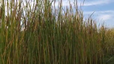  Orta Asya 'nın bitki örtüsü, bataklık sazlığı
