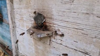 Eski bir kovanda arılar. Arılar kovanın önünde uçar.