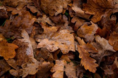 Yere düşen sonbahar meşe yaprakları, yakın plan.