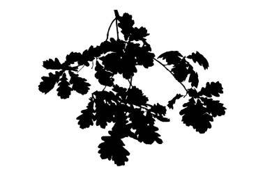 Beyaz arkaplanda meşe dalı silueti