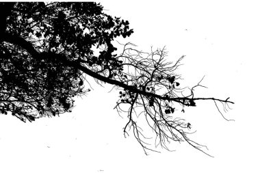 Yapraklı meşe dalının vektör görüntüsü