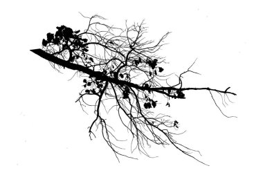 Yapraklı meşe dalının vektör görüntüsü