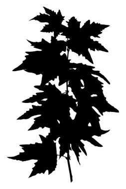 Akçaağaç dalının vektör illüstrasyonu