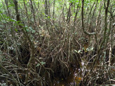 Göl kenarındaki Mangrove ormanında bir sürü mangrov ağacı var..