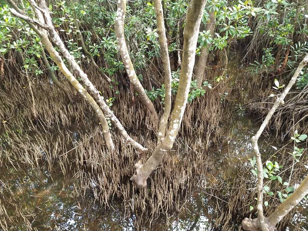 Mangrove Forest Lagoon Lot Mangrove Trees — Stock Photo, Image
