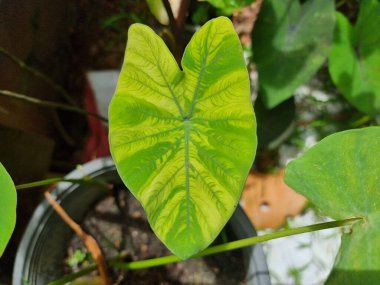 alocasia longiloba çeşitleri. yeşil ve sarı nokta.