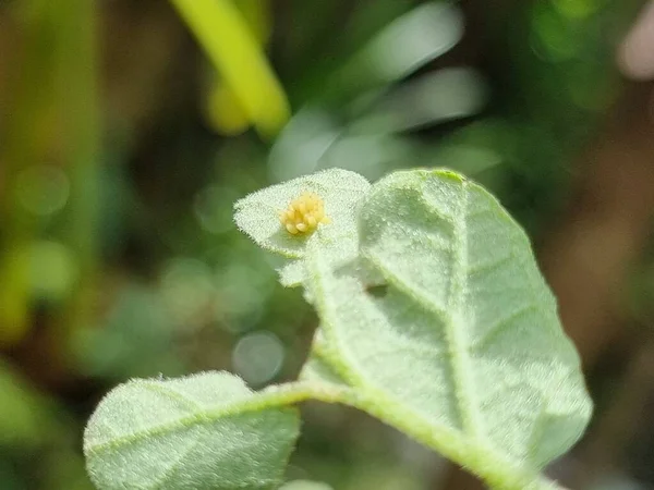 虫卵卡在茄子叶后 关机宏观射击 — 图库照片