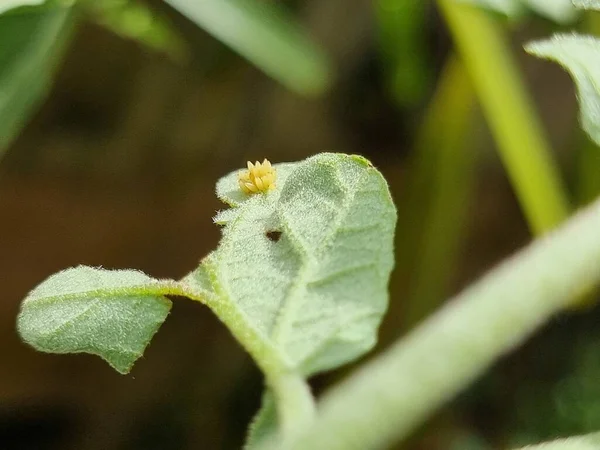 Insekteneier Stecken Hinter Auberginenblättern Makroaufnahme Aus Nächster Nähe — Stockfoto