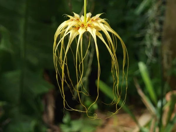 \'Bulbophyllum lion king\' is a type of orchid. flowers are yellow long, umbrella-like petals