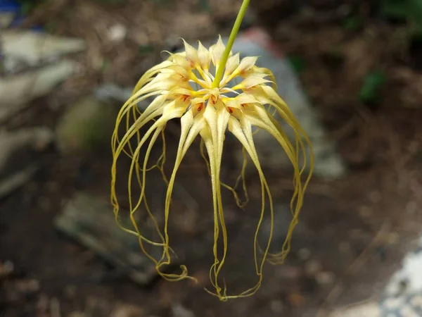 \'Bulbophyllum lion king\' is a type of orchid. flowers are yellow long, umbrella-like petals