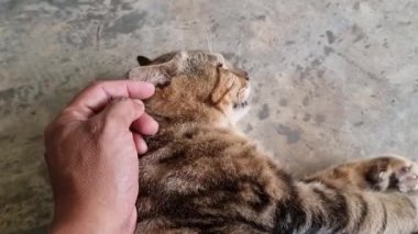 Kedilerle oynamak, çeneyi kaşımak, kafayı okşamak, sırtı okşamak, Tayland kedileri.