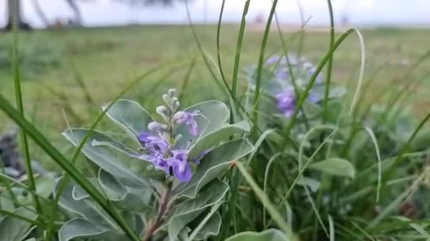 Małe Purpurowe Kwiaty Rośnie Naturalnie Piaszczystej Plaży — Wideo stockowe